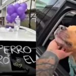En medio de miles de videos virales, la historia de Magnus, un perro que venció al cáncer, ha capturado cientos de corazones. La celebración, organizada por su dueño, se convirtió en viral y mostró cómo una mascota puede generar empatía, esperanza y solidaridad colectiva. infobae +2 ELESPECTADOR.COM +2 Magnus atravesó una dura batalla contra el cáncer, con tratamientos complicados que lo mantuvieron junto a su dueño Camilo Triana. En noviembre de 2025, tras recibir la noticia de que su perro estaba libre de la enfermedad, Camilo decidió compartir la recuperación con el mundo de una forma poco común: organizó una caravana por las calles de Bogotá, decoró su auto con globos violetas y un cartel que decía “Mi perro superó el cáncer”. Magnus viajaba en el asiento trasero, asomando la cabeza por la ventanilla con la expresión de quien vuelve a vivir. Publimetro Colombia +2 ELESPECTADOR.COM +2 La caravana improvisada no pasó desapercibida. Conductores y motociclistas que circulaban por la avenida no dudaron en sumarse al festejo: bocinazos, pulgares arriba, aplausos y palabras de ánimo formaron parte del recorrido. Esa reacción espontánea reflejó un apoyo colectivo para un simple perro, pero con una historia de lucha y resiliencia tras de sí. El Litoral +2 Diario 13 San Juan +2 El video que documenta la celebración se volvió viral. En cuestión de días superó los siete millones de reproducciones y acumuló cerca de dos millones de “me gusta”, lo que demuestra el enorme impacto emocional que generó la victoria de Magnus sobre la enfermedad. infobae +2 Diario 13 San Juan +2 Más allá del número, lo realmente valioso es la conexión que logró con miles de personas: la historia recordó que los animales no solo son mascotas; pueden ser compañeros de vida, esperanza en momentos difíciles y ejemplos de resiliencia. Magnus pasó de ser un perro enfermo a un símbolo de triunfo, amor y unión —algo pocas veces visto en tiempos marcados por la indiferencia. Este episodio también evidencia cómo las redes sociales pueden transformar la vida de un animal en algo simbólico, movilizando emociones, solidaridad y atención por causas serias como el bienestar animal y el valor de la vida. En un mundo saturado de noticias negativas, historias así funcionan como ventanas de esperanza. Para muchos usuarios, Magnus representa más que una mascota: es un recordatorio de que en medio del dolor existe la posibilidad de la alegría, de que la enfermedad se puede vencer y de que el amor puede transformar realidades.