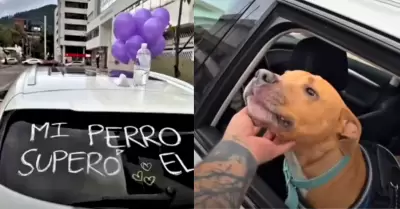 En medio de miles de videos virales, la historia de Magnus, un perro que venció al cáncer, ha capturado cientos de corazones. La celebración, organizada por su dueño, se convirtió en viral y mostró cómo una mascota puede generar empatía, esperanza y solidaridad colectiva. infobae +2 ELESPECTADOR.COM +2 Magnus atravesó una dura batalla contra el cáncer, con tratamientos complicados que lo mantuvieron junto a su dueño Camilo Triana. En noviembre de 2025, tras recibir la noticia de que su perro estaba libre de la enfermedad, Camilo decidió compartir la recuperación con el mundo de una forma poco común: organizó una caravana por las calles de Bogotá, decoró su auto con globos violetas y un cartel que decía “Mi perro superó el cáncer”. Magnus viajaba en el asiento trasero, asomando la cabeza por la ventanilla con la expresión de quien vuelve a vivir. Publimetro Colombia +2 ELESPECTADOR.COM +2 La caravana improvisada no pasó desapercibida. Conductores y motociclistas que circulaban por la avenida no dudaron en sumarse al festejo: bocinazos, pulgares arriba, aplausos y palabras de ánimo formaron parte del recorrido. Esa reacción espontánea reflejó un apoyo colectivo para un simple perro, pero con una historia de lucha y resiliencia tras de sí. El Litoral +2 Diario 13 San Juan +2 El video que documenta la celebración se volvió viral. En cuestión de días superó los siete millones de reproducciones y acumuló cerca de dos millones de “me gusta”, lo que demuestra el enorme impacto emocional que generó la victoria de Magnus sobre la enfermedad. infobae +2 Diario 13 San Juan +2 Más allá del número, lo realmente valioso es la conexión que logró con miles de personas: la historia recordó que los animales no solo son mascotas; pueden ser compañeros de vida, esperanza en momentos difíciles y ejemplos de resiliencia. Magnus pasó de ser un perro enfermo a un símbolo de triunfo, amor y unión —algo pocas veces visto en tiempos marcados por la indiferencia. Este episodio también evidencia cómo las redes sociales pueden transformar la vida de un animal en algo simbólico, movilizando emociones, solidaridad y atención por causas serias como el bienestar animal y el valor de la vida. En un mundo saturado de noticias negativas, historias así funcionan como ventanas de esperanza. Para muchos usuarios, Magnus representa más que una mascota: es un recordatorio de que en medio del dolor existe la posibilidad de la alegría, de que la enfermedad se puede vencer y de que el amor puede transformar realidades.